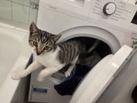 EKH Kater 5 Monate alt