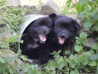 Großspitzwelpen - Die Welpen sind da!