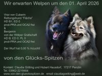 Großspitzwelpen - Die Welpen sind da!