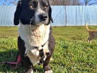 Daizy, eine freundliche kleine Lady