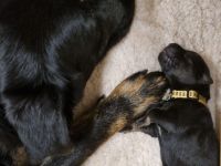 Mischlingswelpen Kaukasischer Owtscharka / Schäferhund