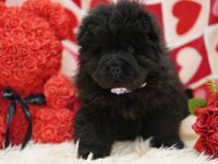 Bezaubernde & Gesunde Chow Chow Welpen auf Familiensuche