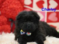 Bezaubernde & Gesunde Chow Chow Welpen auf Familiensuche