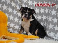 Gesunde & Reinrassige Englische Bulldogge Welpen