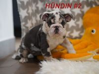 Gesunde & Reinrassige Englische Bulldogge Welpen