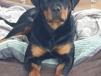 Rottweiler weiblich 1 Jahr ,ganz lieb