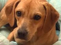 Fern 2; weiblicher Hound-X (zur Pflege in 80796 München)