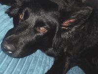 Terra - Sucht neues Zuhause