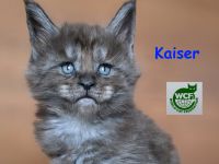 Maine Coon Kater Black Smoke XXL, WCF-Stammbaum, Gen- u Gesundheits-Tests, sozialisiert, kastriert