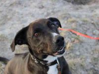 Bonny, Ridgeback-Border Collie-Mix,geb. 2018, freundlich und gut erzogen