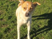 Labrador Mix sucht Familie