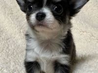 Wunderschöne Chihuahua-Welpen suchen ein neues Zuhause. WhatsApp: +49 179 1500349