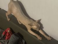 Deckkater Don Sphynx