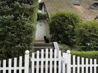 Schwarzer EKH-Kater (3,5 Jahre, Freigänger) sucht liebesvolles Zuhause