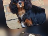 Cavapoowelpen/Wurfankündigung