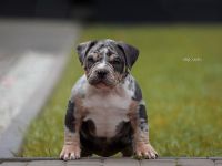 American Bully Welpen mit ABKC Ahnentafel Top Stammbaum
