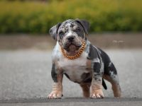 American Bully Welpen mit ABKC Ahnentafel Top Stammbaum