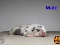 American Bully Welpen mit ABKC Ahnentafel Top Stammbaum