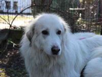 Bär, Pyrenäenberghund-Mix, geb. 2022, sucht geduldige Menschen mit Herz