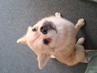 Samira sucht ein neues Zuhause