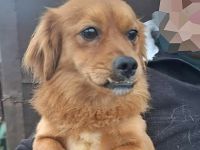 Grisu, lieb und mit individuellem Charme