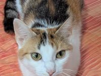 Hauskatze (EKH) Rosi sucht ein liebevolles, wunderschönes Zuhause
