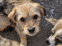 Ceviche und ihre Schwester Barlie, klein, freundlich, 1 Jahr alt suchen ein Zuhause