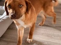 Schmitz-Backes, ein junger Kerl, verspielt und lebendig, sucht eine Familie, die ihm die Welt zeigt