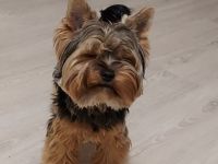 Yorkshire Terrier zu verkaufen