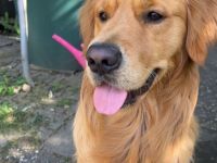Golden Retriver Balou, 3 Jahre, sucht liebevolles Zuhause