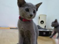 Wunderschöne Russisch Blau Kitten, Reinrassig, Stammbaum, Züchter