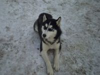 Scout ist bereit für seine Familie