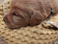 Labradoodle-Welpen: Update 13.03.2026 Geschlechter bekannt & neue Bilder