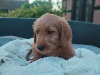 Labradoodle Welpen schwarz & braun