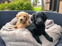 Labradoodle Welpen schwarz & braun (Update 04.04.): Jetzt Besuchstermin zu Ostern vereinbaren