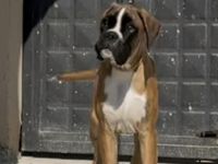 Der kleine Heston ist noch auf der Suche nach seinem Lieblingsmensch FCI Ahnentafel