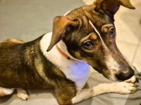 Joy in 59320 Ennigerloh sucht ihr Für-immer-Zuhause