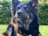 Samira in 51519 Odenthal sucht ihr Für-immer-Zuhause