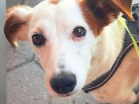 Bimas in 06128 Halle sucht sein Für-immer-Zuhause