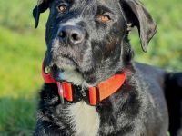 Elmo in 04205 Leipzig sucht sein Für-immer-Zuhause