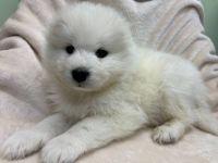 Samojede Welpen