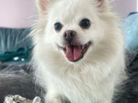 Mia in 10243 Berlin sucht ihr Für-immer-Zuhause