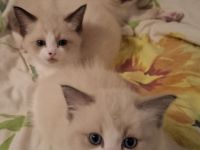 Ragdoll-Siam Kätzchen