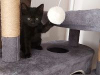 Süße BKH-Siam Mix Kitten suchen ein neues Zuhause