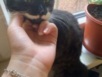 Ich gebe meine 7 monatige Katze Bella ab