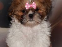 Schöne Havaneser Shih Tzu Mixwelpen vom Züchter