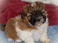 Havaneser Shih Tzu Mixwelpen