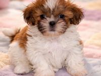 Havaneser Shih Tzu Mixwelpen