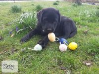 Labradorwelpen aus Hobbyzucht