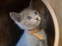 Vier Reinrassige russisch blau Jungs